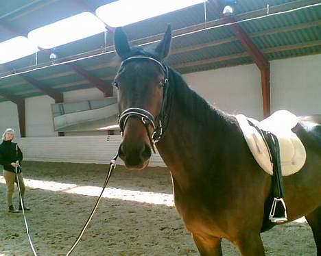 Anden særlig race Destiny´s child billede 6