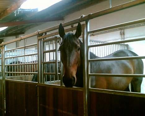 Anden særlig race Destiny´s child billede 7