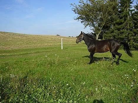 Anden særlig race Destiny´s child billede 8