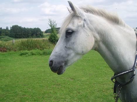 Connemara Conall (SOLGT) - NYT Smuk han er... billede 3