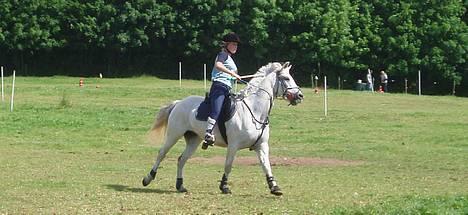 Connemara Conall (SOLGT) - Er vild med ham på det her billede.. Til DM i mounted Games.. NYT billede 4