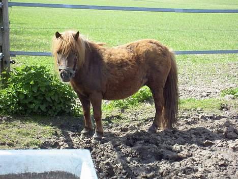 Shetlænder Naomi V. Schillig - Naomi på vej hen til vandtruget.. billede 1