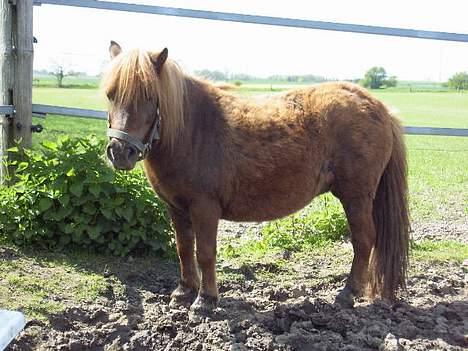 Shetlænder Naomi V. Schillig - Naomi på fold.. billede 2