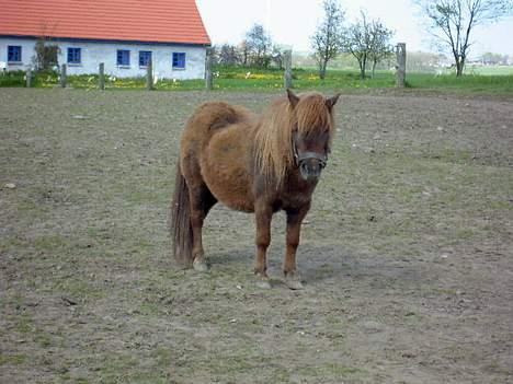 Shetlænder Naomi V. Schillig - igen på fold.. billede 3