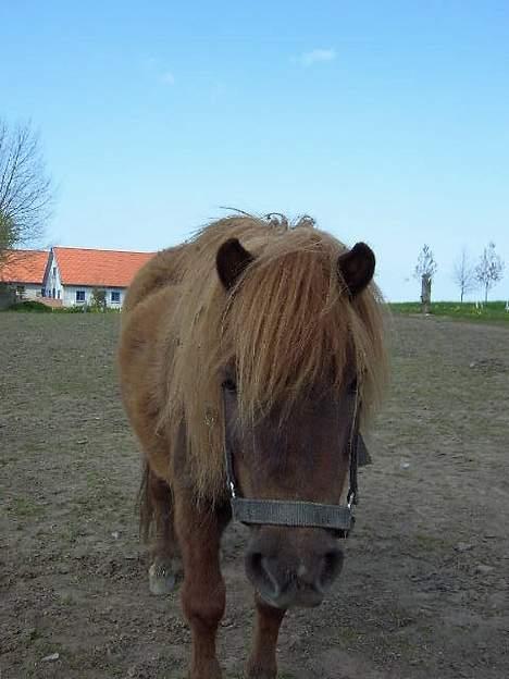 Shetlænder Naomi V. Schillig - hej med dig.. har du noget til mig...? billede 4