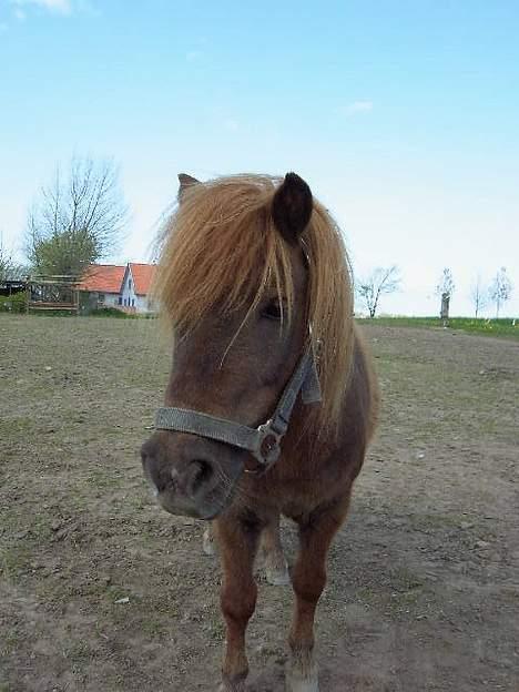 Shetlænder Naomi V. Schillig billede 5