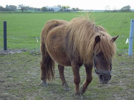 Shetlænder Naomi V. Schillig billede 6