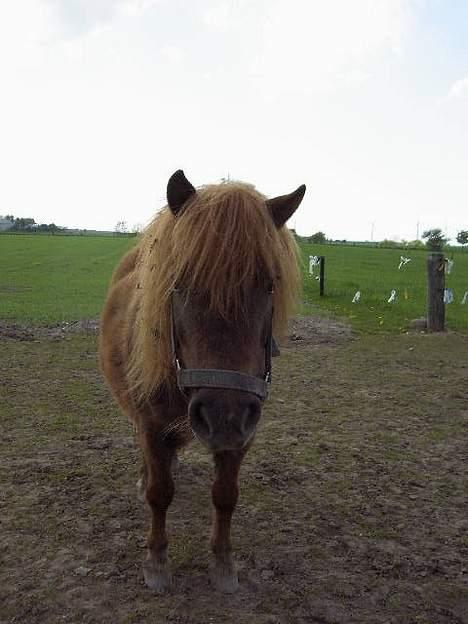 Shetlænder Naomi V. Schillig - Hej hvad kigger du på.? billede 7