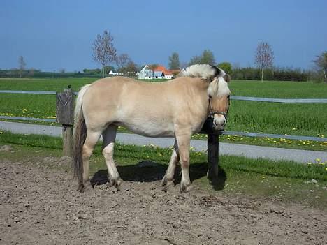 Fjordhest Naja af Dyssebakke - Naja på fold.. billede 8