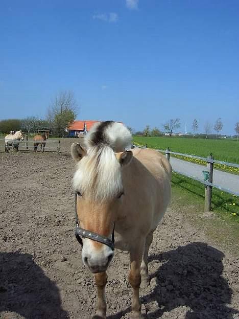 Fjordhest Naja af Dyssebakke - hej.. ville du snakke med mig.. hehe.. billede 9