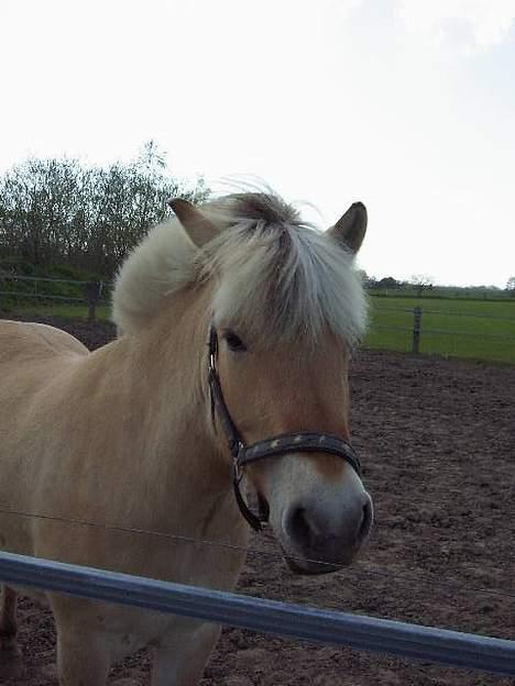 Fjordhest Naja af Dyssebakke billede 10