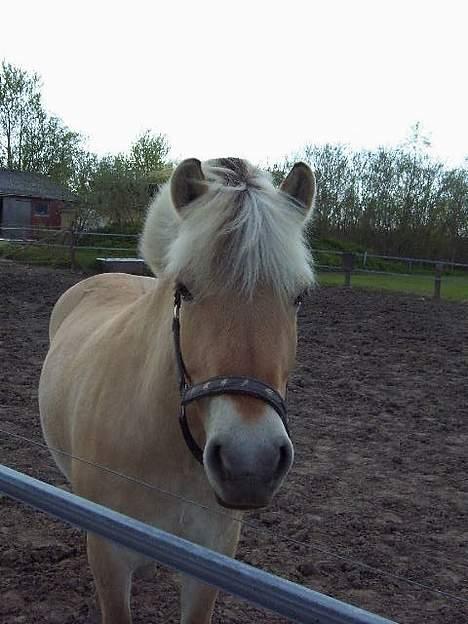 Fjordhest Naja af Dyssebakke - er jeg ikk bare en god pige.. jeg smiler til fotografen.. billede 11
