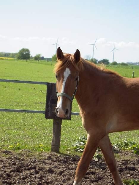 Frederiksborg B.C. Sedna af Nordmarken billede 11