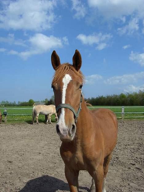 Frederiksborg B.C. Sedna af Nordmarken billede 12