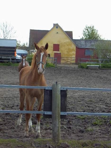 Frederiksborg B.C. Sedna af Nordmarken billede 13