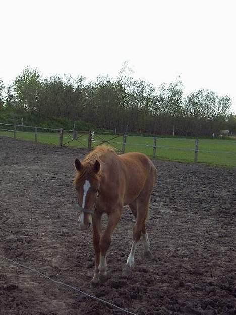 Frederiksborg B.C. Sedna af Nordmarken billede 14