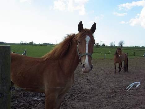 Frederiksborg B.C. Sedna af Nordmarken billede 15