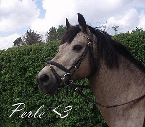 Connemara Perle (solgt) <33 - (nyt!) Velkommen :D - Den smukke hyp Perle <3 -  billede 1