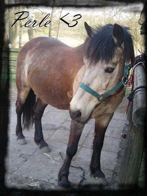 Connemara Perle (solgt) <33 - Nyt! Ved striglebom (; billede 2