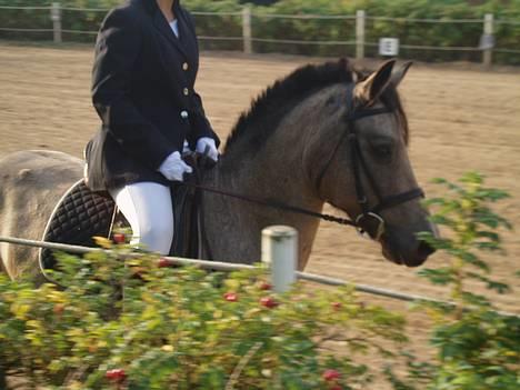 Connemara Perle (solgt) <33 - Til stævne! billede 3