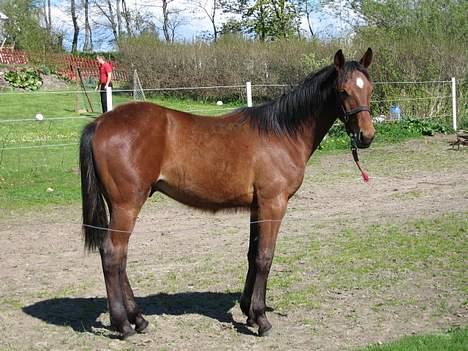 Traver Martinik Speedy - Her er han så lige knap 1 år gammel!!  Taget d. 12 maj. 2005. billede 7