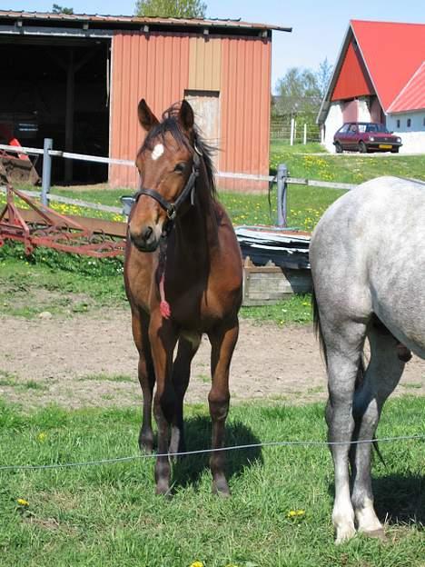Traver Martinik Speedy - Et mere af ham, hvor Surprise´s røv sniger sig med ind. Taget d. 12 maj, 2005. billede 8