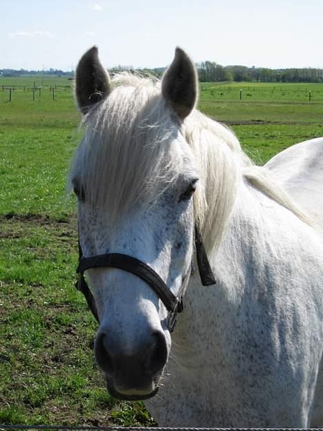 Anden særlig race Krusia Speedy billede 9