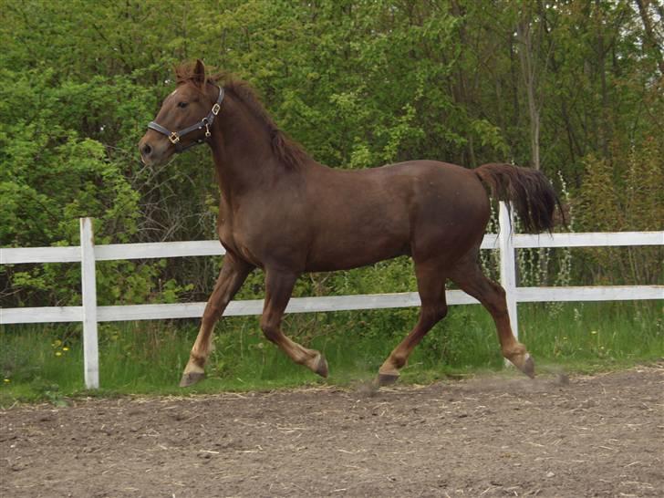 Hannoveraner Gaston - 2005, man kan stadig blære sig :-D billede 4