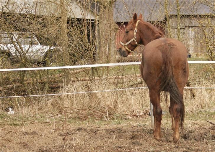 Hannoveraner Gaston - På den nye vinterfold, 2008 billede 6
