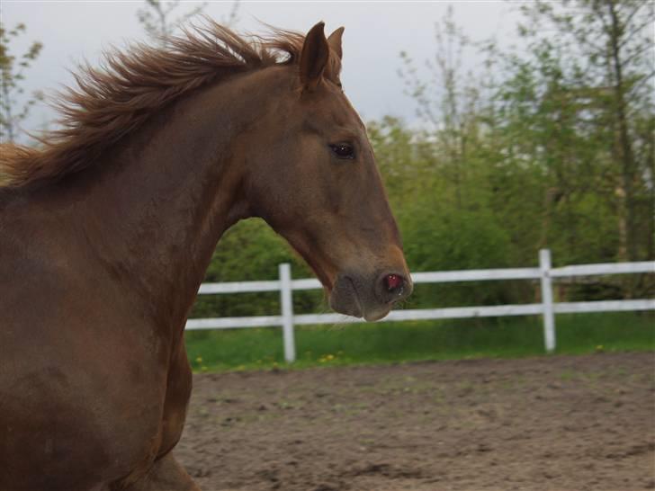 Hannoveraner Gaston - 2005, fanget midt i et fnys billede 5