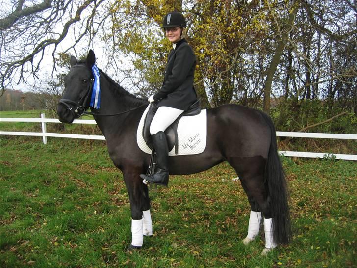 New Forest Åbakkens Mayfield SOLGT - Stævne i Killerup billede 1