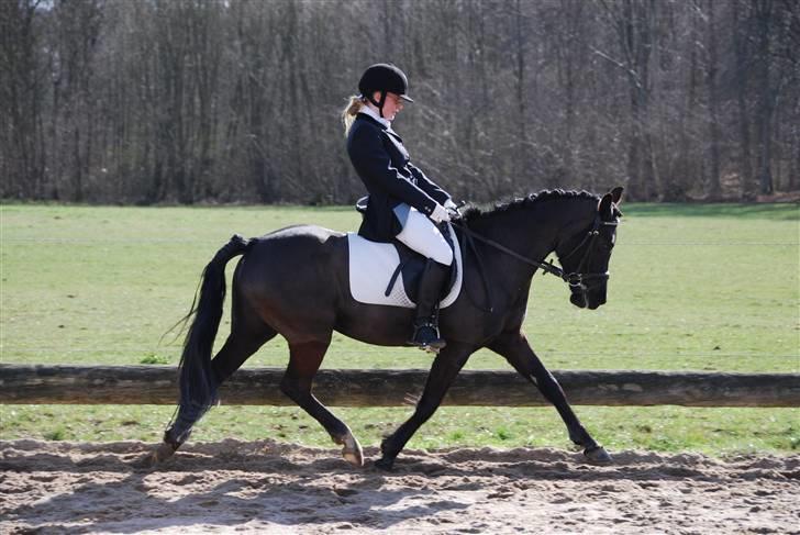 New Forest Åbakkens Mayfield SOLGT - april 08 billede 2