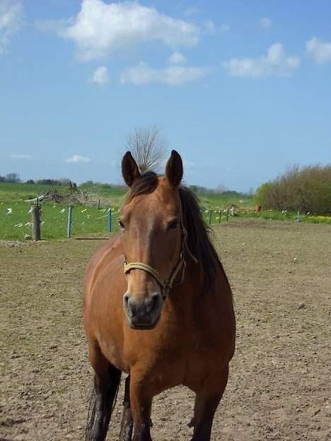 Frederiksborg Zhabel - hejza med dig.. billede 1