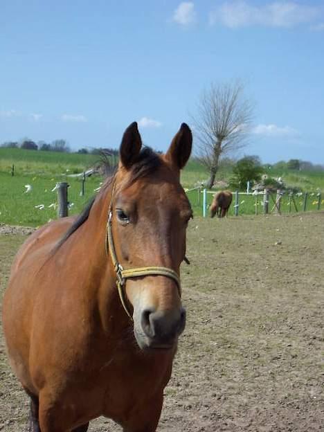 Frederiksborg Zhabel billede 2
