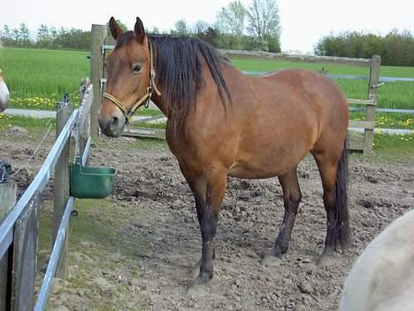 Frederiksborg Zhabel - her er jeg så.. hehe.. dejlig beskidt.. billede 3