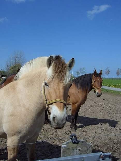 Fjordhest Buster billede 7