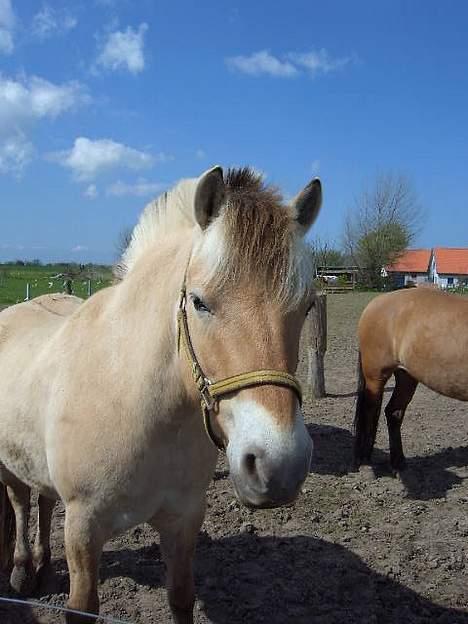 Fjordhest Buster billede 8