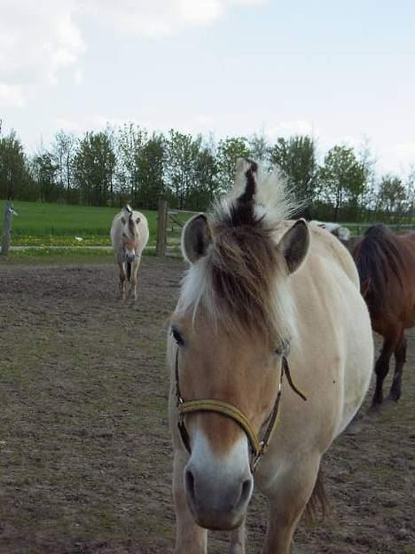 Fjordhest Buster billede 9