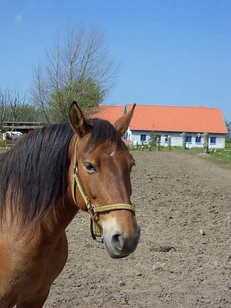 Frederiksborg Zharie af Nordmarken billede 7