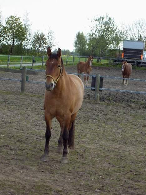 Frederiksborg Zharie af Nordmarken billede 8