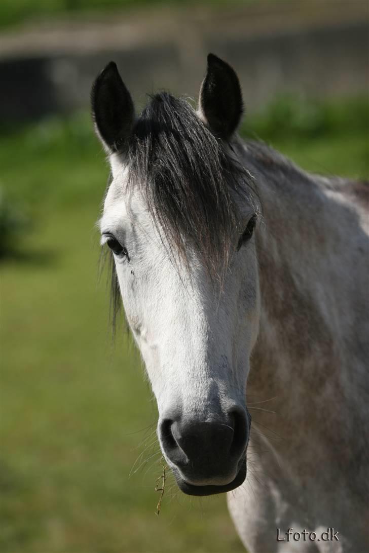 Anden særlig race Winnie *SOLGT* - Taget af Dirik/René. Jeg synes, Winse er så sød på det billede. <3 billede 1