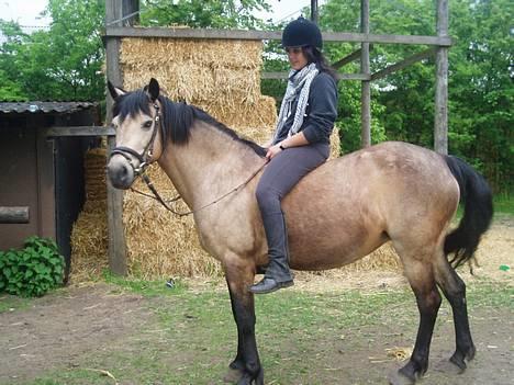 Connemara Perle (solgt) <33 - Perle på fold <3 billede 4