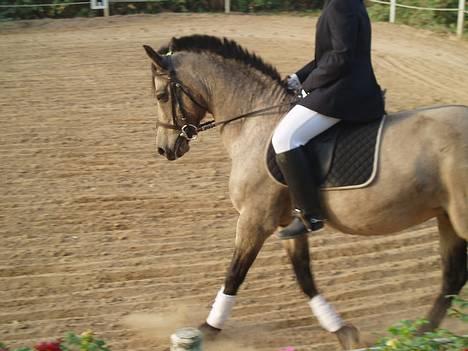 Connemara Perle (solgt) <33 - Til stævne .. billede 5