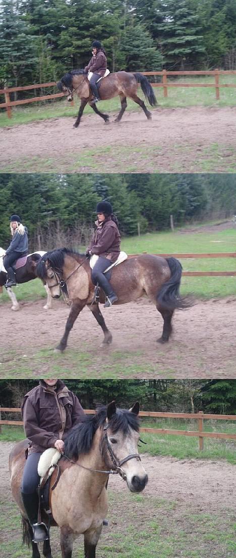 Connemara Perle (solgt) <33 - NYT! Dressur + "pause" :D billede 6