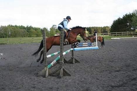 New Forest Smedhults Zippa  - *Nyt*, ja der er fart over feltet! Springtime onsdag..... billede 10