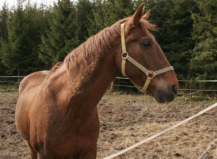 Hannoveraner Gaston - På den nye vinterfold, 2008 billede 7