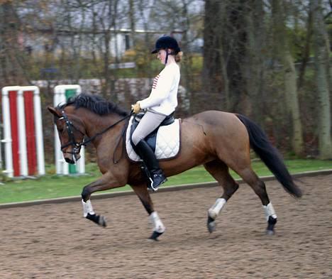 New Forest Smedhults Zippa  - Zippa til undervisning d.18 nov. Foto:Lala billede 11