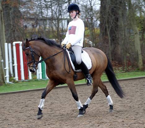 New Forest Smedhults Zippa  - Zippa til undervisning d.18 nov. Foto:Lala billede 12