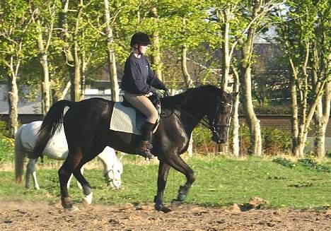 Dansk Varmblod Zaigon billede 1