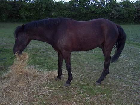 New Forest Roløkke Himalaya SOLGT - Headley på fold.  billede 4